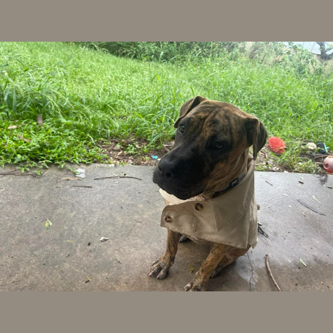 Photo of Spring Roll