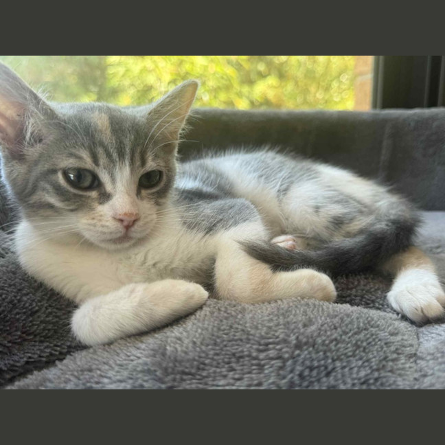 Photo of Pixie   In Foster Care In Cranbourne