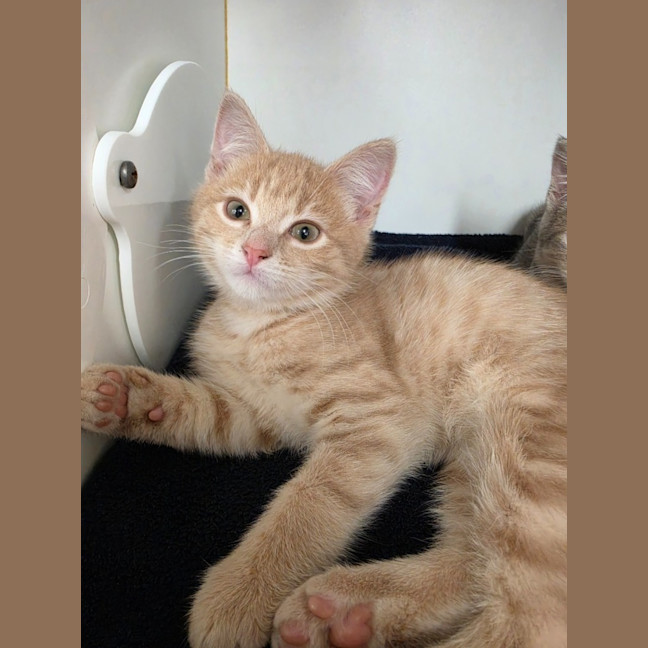 Photo of Ruby