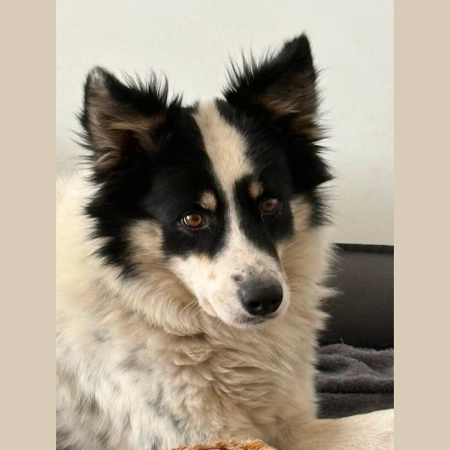 Photo of Panda