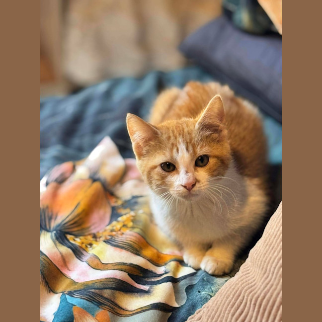 Photo of 🐾 Eleven 🐾