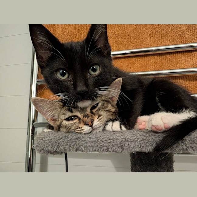 Photo of Millie & Zoe