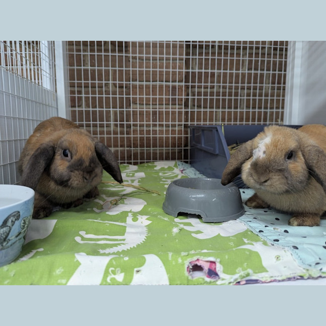 Photo of Rollo & Saffy