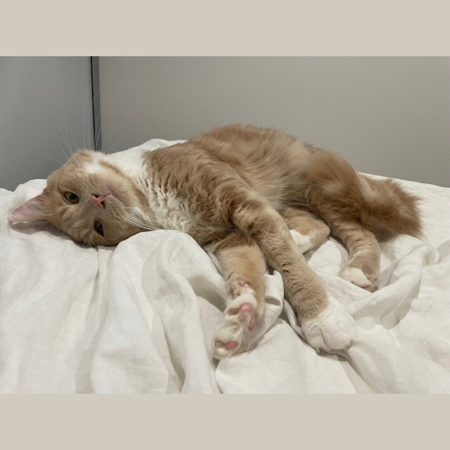 Photo of Ralphie