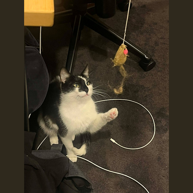 Photo of Squid