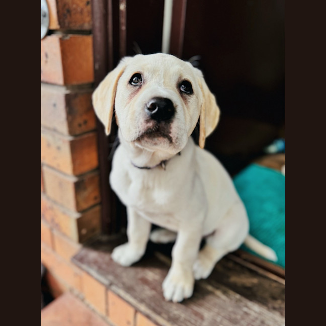 Photo of Maple
