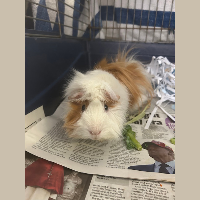 Photo of Spotty