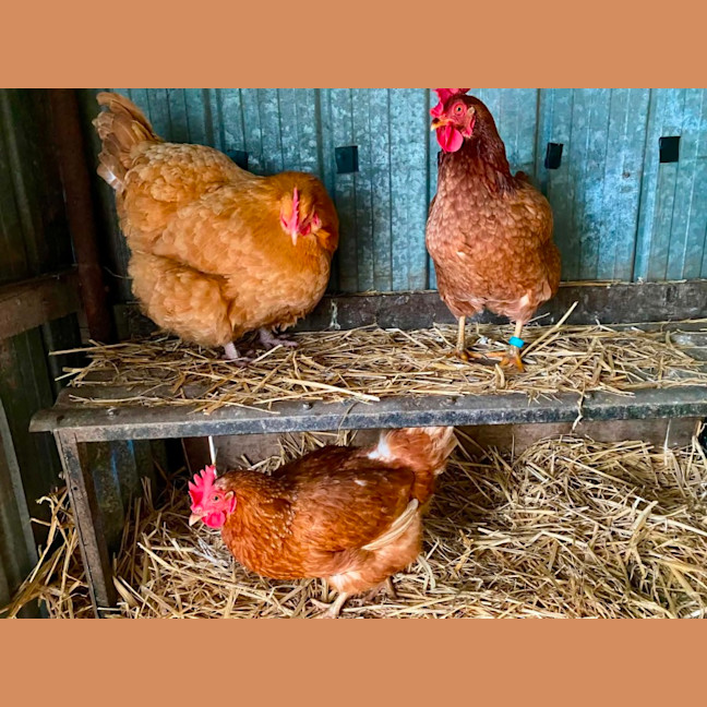 Photo of Stevie Chicks, Lady Clucka And Sheryl Crow