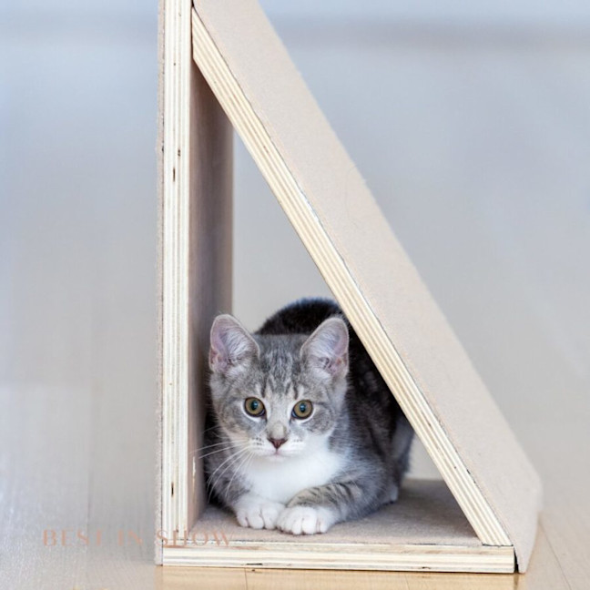 Photo of Amber
