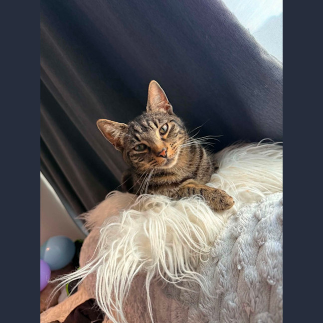 Photo of Pebbles *9 Lives Project Rescue*