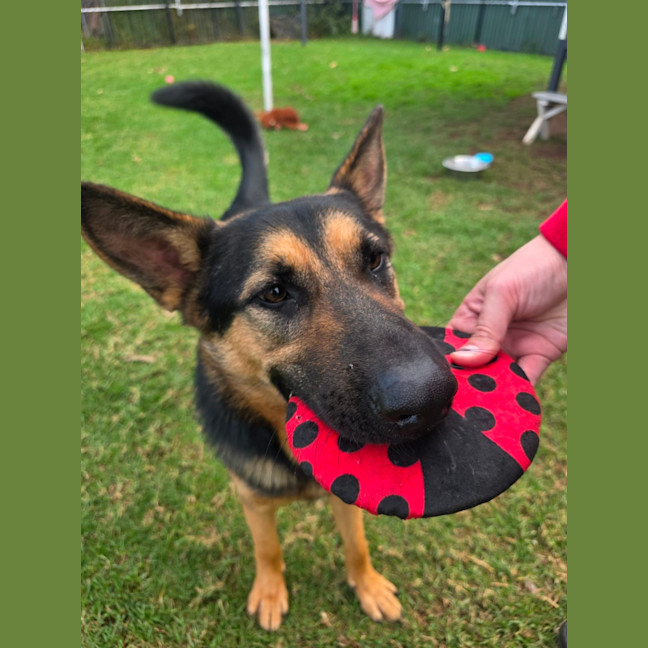 Photo of Loki