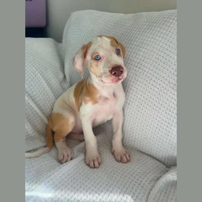 Photo of Hercules