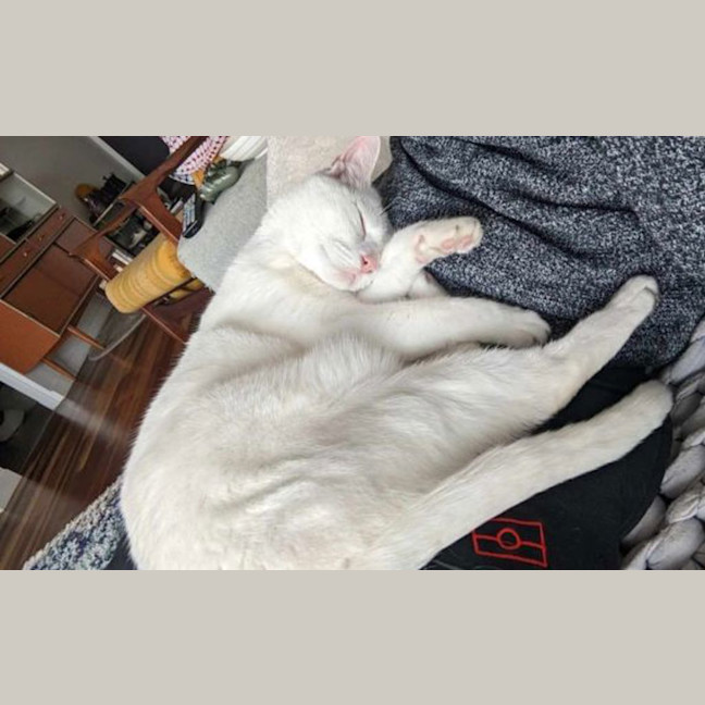 Photo of Mika