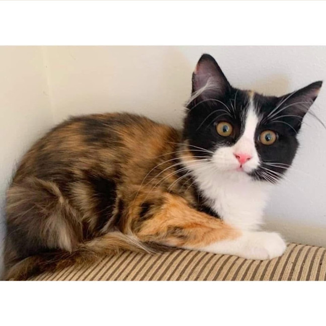 Photo of 12034   Maggie