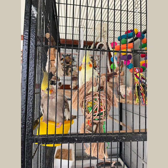 Photo of Our Little Rose Family . Kyuss Cruz And Tynan 