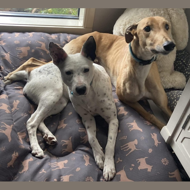 Photo of Hollandaise Sauce