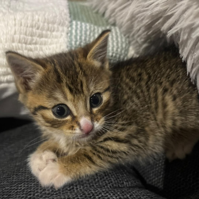 Photo of Triggy