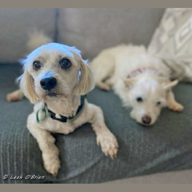 Photo of Ziggy And Bailie