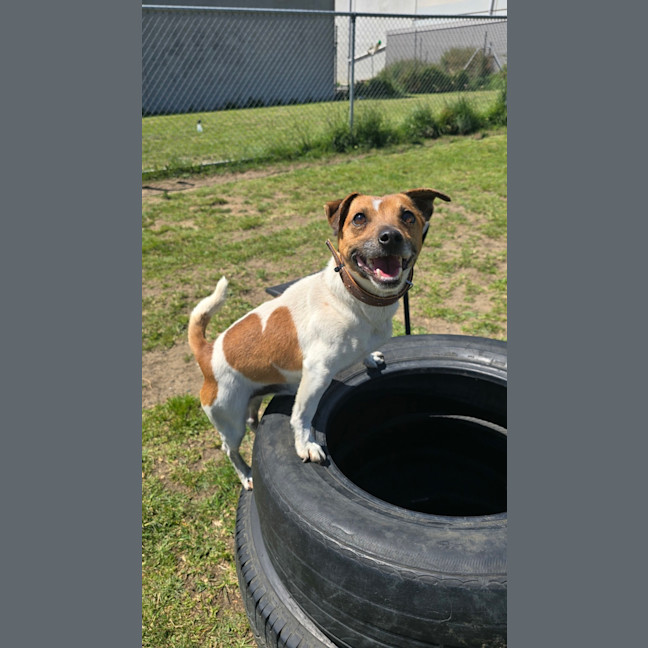 Photo of Bunji (67258)