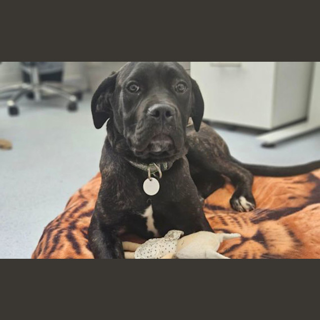 Photo of Xena