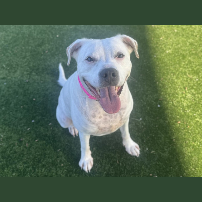 Photo of Narla Imp 2130