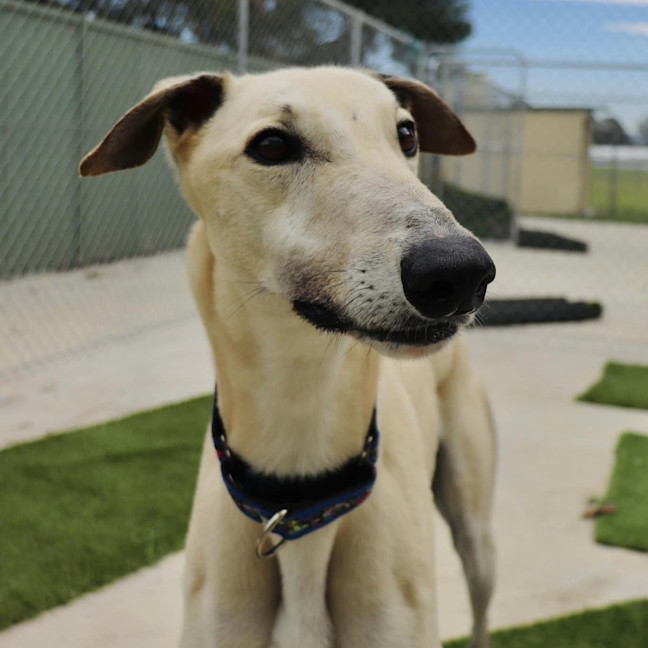 Photo of Pomme Frites