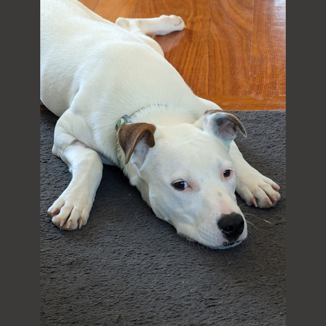 Photo of Neige