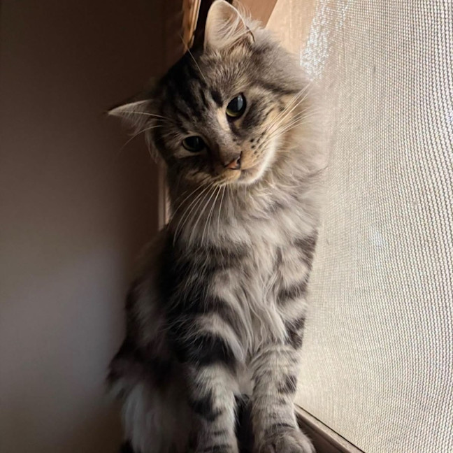 Photo of Teddy