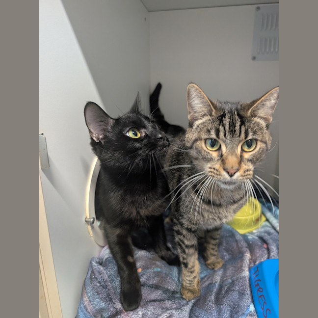 Photo of Tigress And Mavis