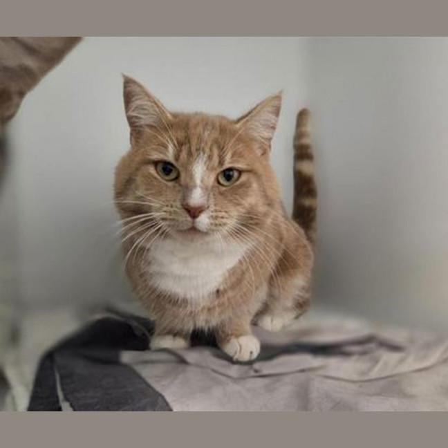 Photo of Duke Of Fuzzington
