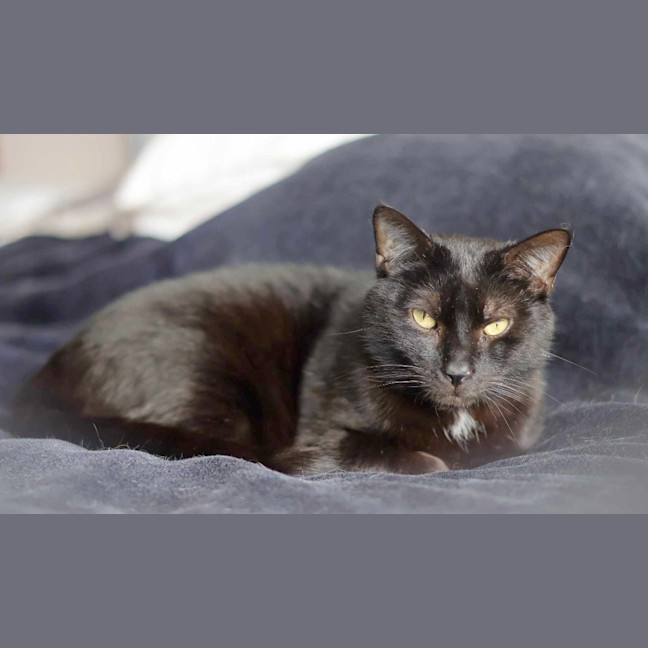 Photo of Batman Black