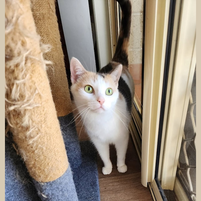 Photo of Cinnamon