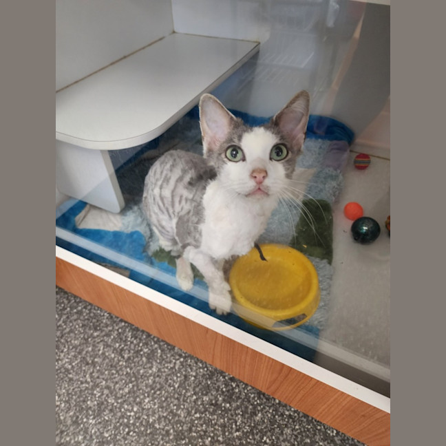 Photo of Truffle Shuffle