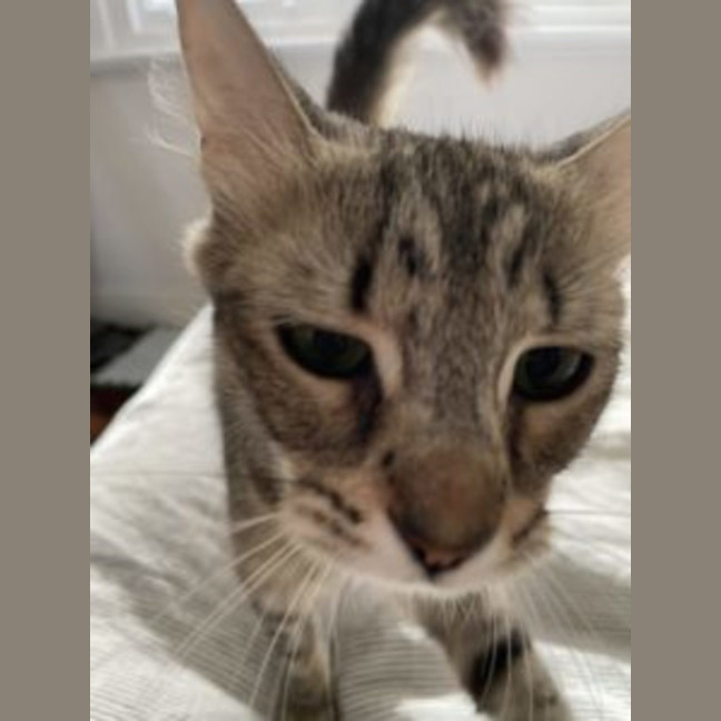 Photo of Abigail   Now Available At Pet Quarters Broadmeado