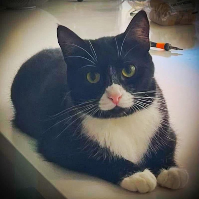 Photo of 10361   Dove