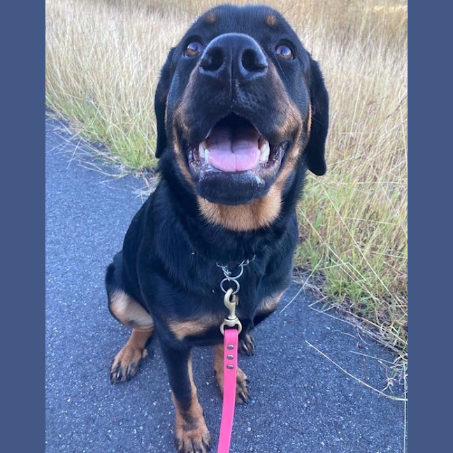 Photo of Willow