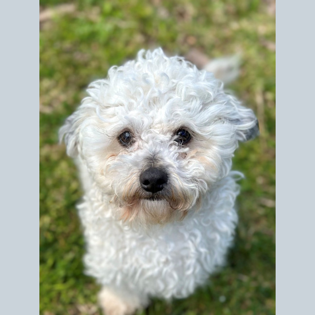 Photo of Crisp.P.Bacon