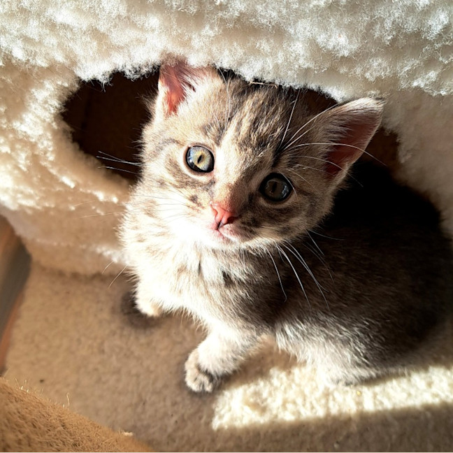 Photo of C1467 Myrtle