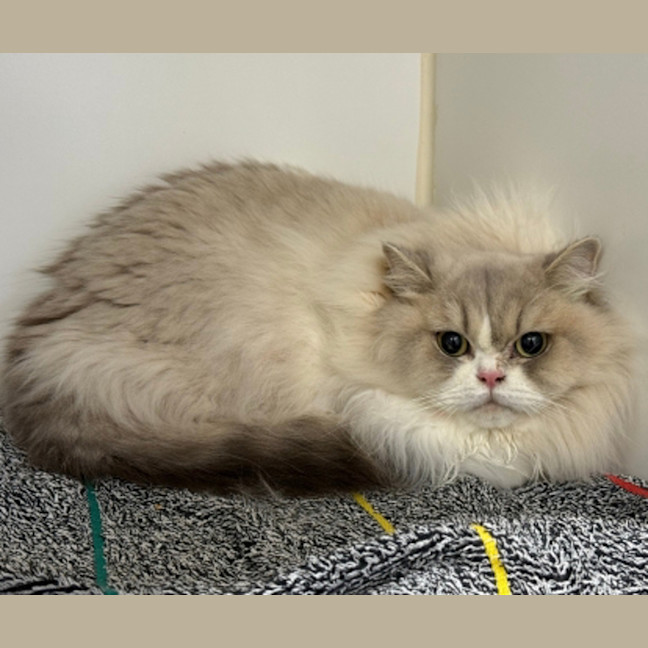 Photo of Little White