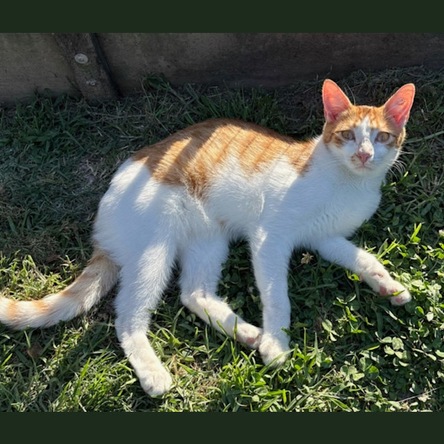 Photo of Sheldon