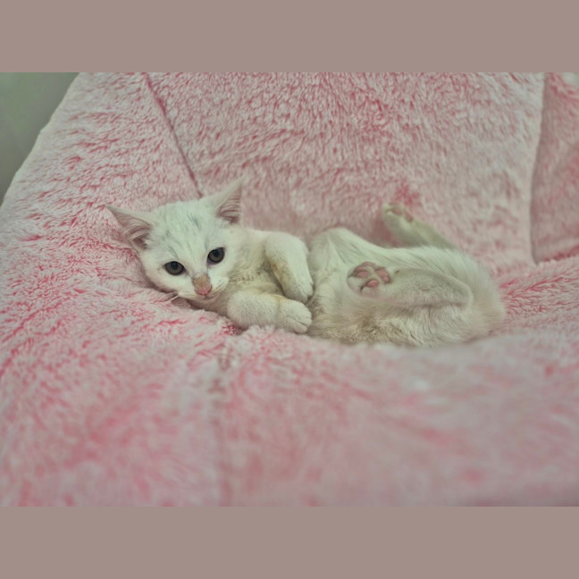 Photo of Elsa