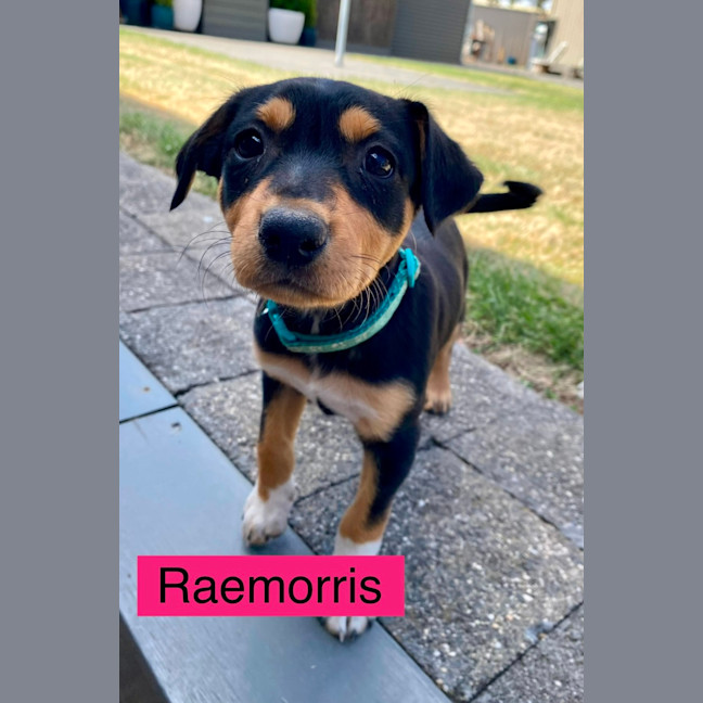 Photo of The Calandras Litter