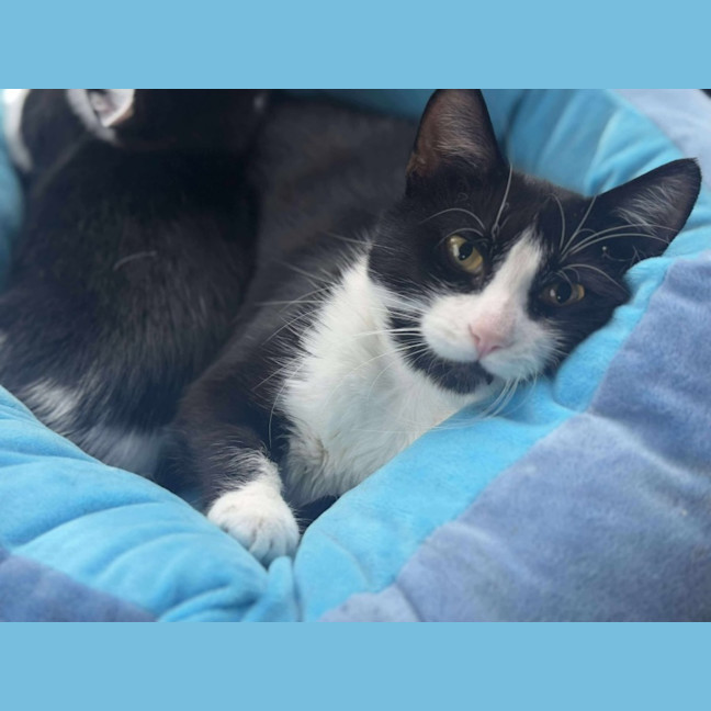 Photo of Pip   In Foster Care In Cranbourne