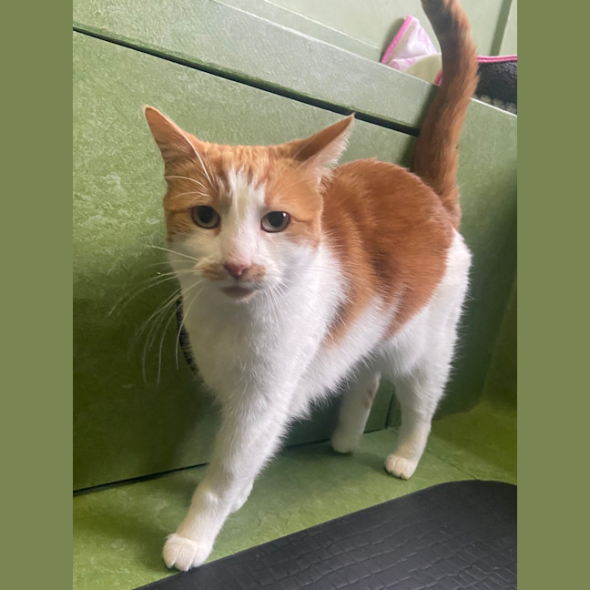 Photo of Primrose (Bonded To Felix)