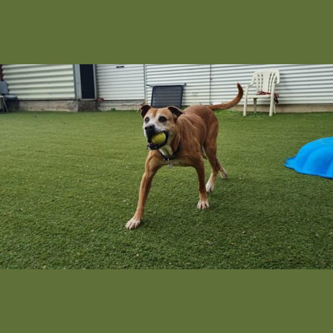 Photo of Sadie