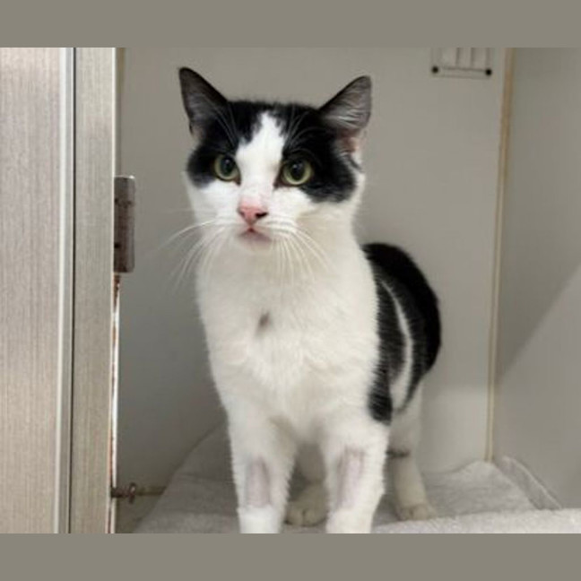 Photo of Putunia