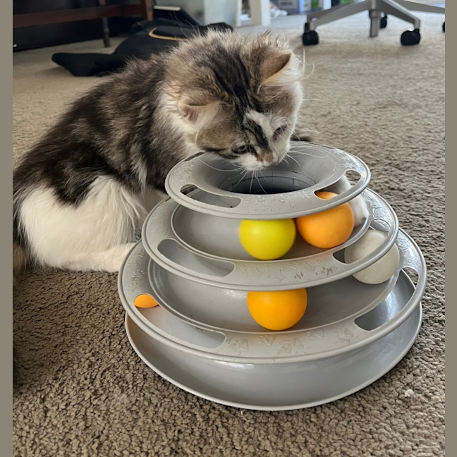 Photo of Twinnie Meet Me@Petstock Keysborough Storw