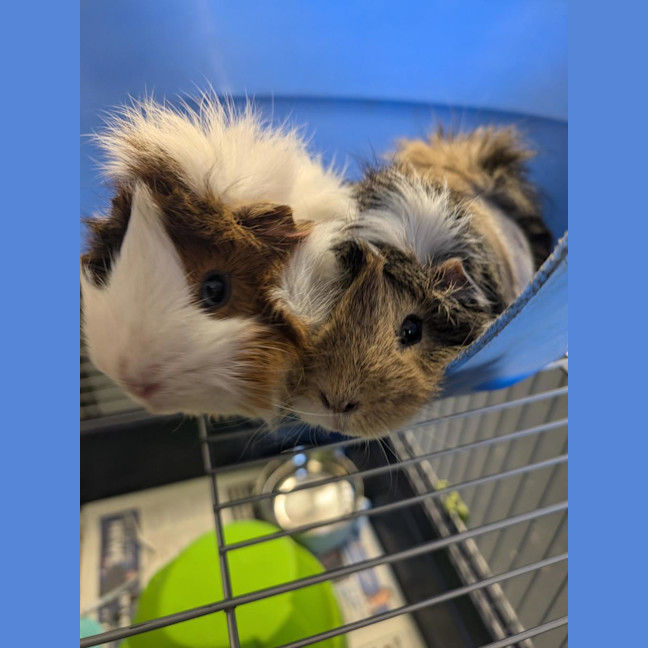 Photo of Banana