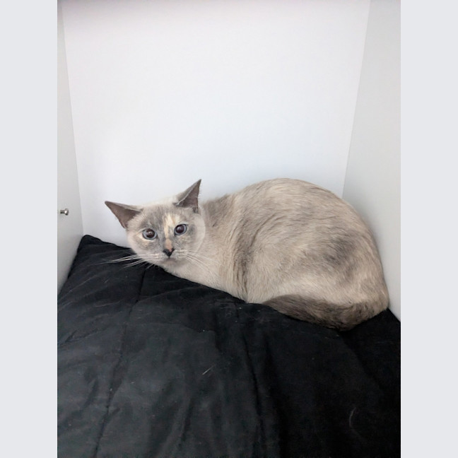 Photo of Snowy