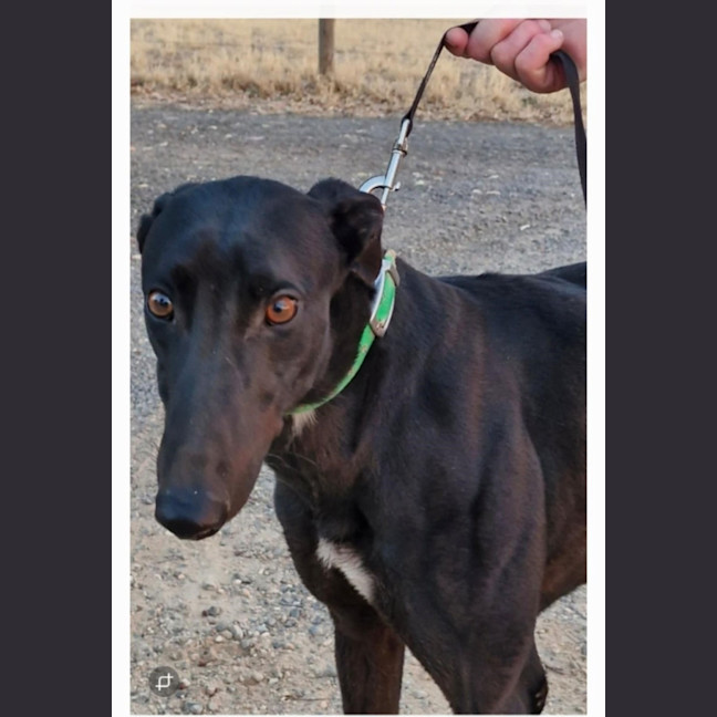 Photo of Brockie Cat Friendly